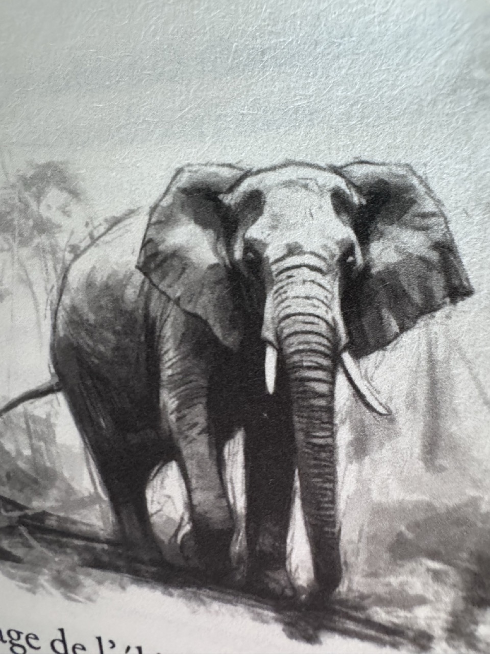 Le voyage de l'éléphant solitaire