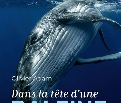Rencontre avec Olivier Adam, bio-acousticien