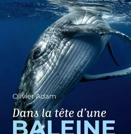 Rencontre avec Olivier Adam, bio-acousticien
