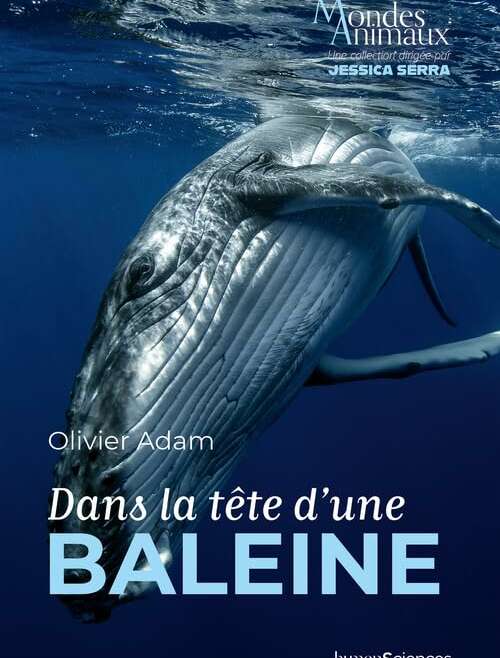 Rencontre avec Olivier Adam, bio-acousticien
